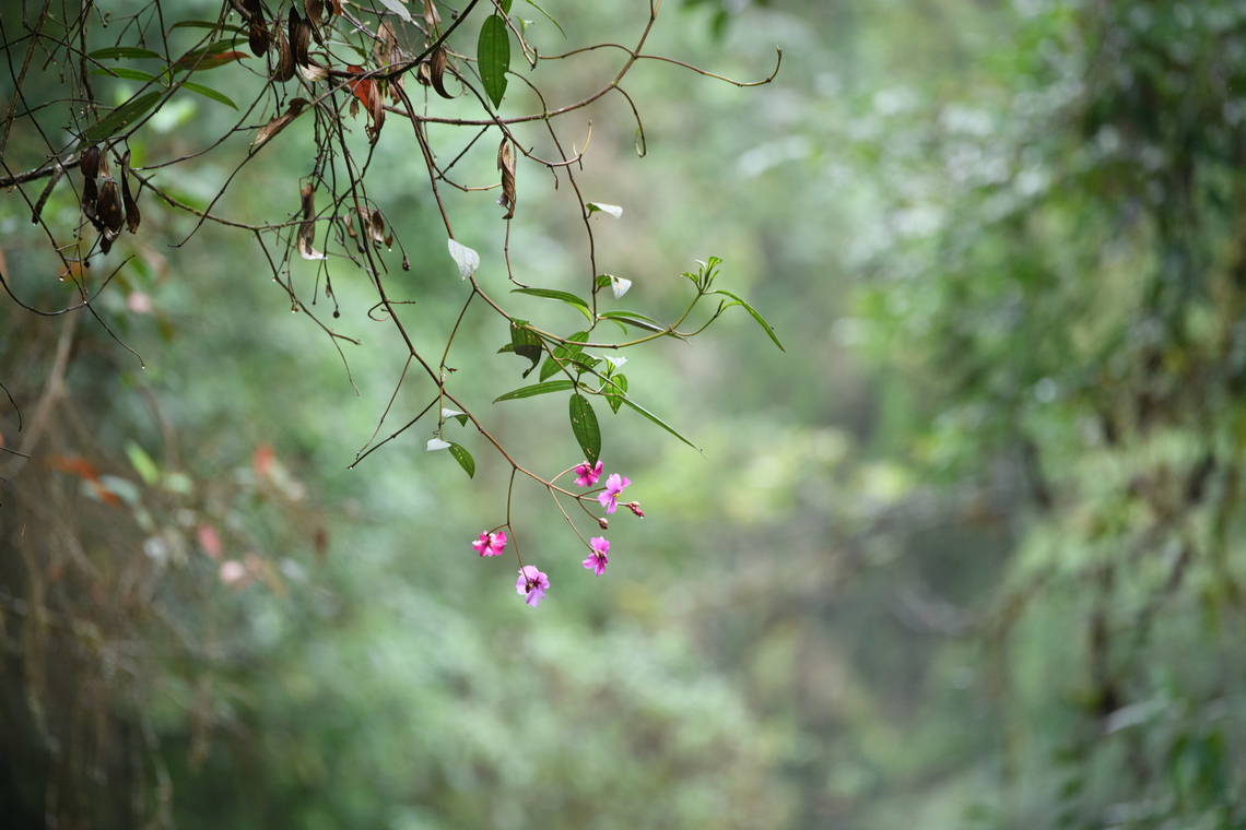 Andesanthus lepidotus, Ot&uacute;n Quimbaya Fauna and Flora Sanctuary, Colombia  Andesanthus lepidotus,Colombia,Colombia 2022,Geotagged,Ot&uacute;n Quimbaya Fauna and Flora Sanctuary,South America,Summer,World