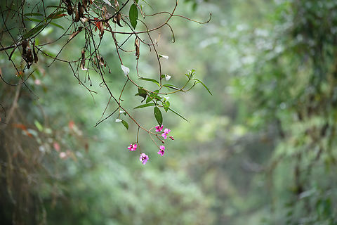 Andesanthus lepidotus, Ot&uacute;n Quimbaya Fauna and Flora Sanctuary, Colombia  Andesanthus lepidotus,Colombia,Colombia 2022,Geotagged,Ot&uacute;n Quimbaya Fauna and Flora Sanctuary,South America,Summer,World
