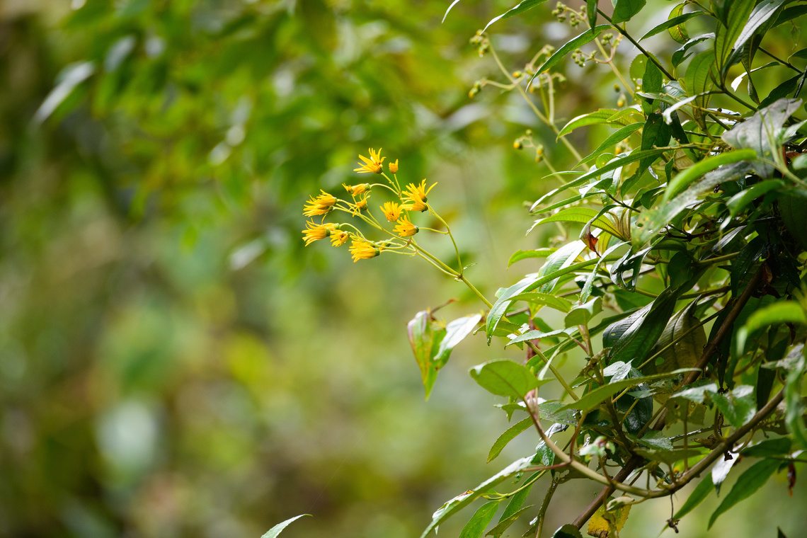 Munnozia senecionidis, Ot&uacute;n Quimbaya Fauna and Flora Sanctuary, Colombia  Colombia,Colombia 2022,Geotagged,Munnozia senecionidis,Ot&uacute;n Quimbaya Fauna and Flora Sanctuary,South America,Summer,World