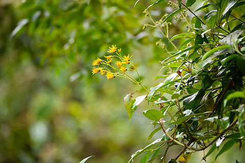 Munnozia senecionidis