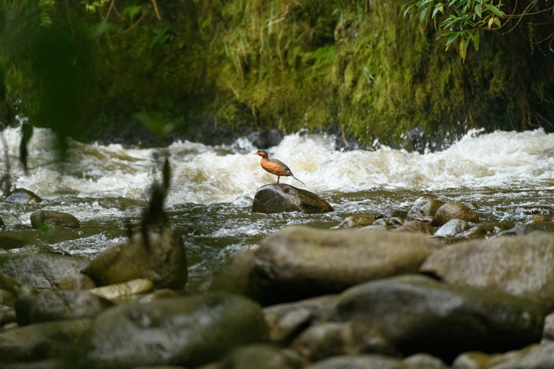 Torrent duck (female), Otún Quimbaya Fauna and Flora Sanctuary, Colombia A few observations of a torrent duck family. Photos are of limited quality, the light was getting extremely low.<br />
<figure class="photo"><a href="https://www.jungledragon.com/image/147482/torrent_duck_female_and_juvenile_otn_quimbaya_fauna_and_flora_sanctuary_colombia.html" title="Torrent duck (female and juvenile), Ot&uacute;n Quimbaya Fauna and Flora Sanctuary, Colombia"><img src="https://s3.amazonaws.com/media.jungledragon.com/images/2/147482_thumb.jpg?AWSAccessKeyId=05GMT0V3GWVNE7GGM1R2&Expires=1767225610&Signature=76F48aAosONmirjGFqWkm5FK6XA%3D" width="200" height="134" alt="Torrent duck (female and juvenile), Ot&uacute;n Quimbaya Fauna and Flora Sanctuary, Colombia A few observations of a torrent duck family. Photos are of limited quality, the light was getting extremely low.<br />
https://www.jungledragon.com/image/147481/torrent_duck_female_otn_quimbaya_fauna_and_flora_sanctuary_colombia.html<br />
https://www.jungledragon.com/image/147483/torrent_duck_female_juvenile_otn_quimbaya_fauna_and_flora_sanctuary_colombia.html<br />
https://www.jungledragon.com/image/147484/torrent_duck_male_otn_quimbaya_fauna_and_flora_sanctuary_colombia.html<br />
https://www.jungledragon.com/image/147485/torrent_duck_female_and_juvenile_-_closeup_otn_quimbaya_fauna_and_flora_sanctuary_colombia.html<br />
https://www.jungledragon.com/image/147486/torrent_duck_female_on_rock_otn_quimbaya_fauna_and_flora_sanctuary_colombia.html Colombia,Colombia 2022,Geotagged,Merganetta armata,Ot&uacute;n Quimbaya Fauna and Flora Sanctuary,South America,Summer,Torrent duck,World" /></a></figure><br />
<figure class="photo"><a href="https://www.jungledragon.com/image/147483/torrent_duck_female_juvenile_otn_quimbaya_fauna_and_flora_sanctuary_colombia.html" title="Torrent duck (female, juvenile), Ot&uacute;n Quimbaya Fauna and Flora Sanctuary, Colombia"><img src="https://s3.amazonaws.com/media.jungledragon.com/images/2/147483_thumb.jpg?AWSAccessKeyId=05GMT0V3GWVNE7GGM1R2&Expires=1767225610&Signature=TrIFcrPpmmyA7bsi0y59lg60G4o%3D" width="200" height="134" alt="Torrent duck (female, juvenile), Ot&uacute;n Quimbaya Fauna and Flora Sanctuary, Colombia A few observations of a torrent duck family. Photos are of limited quality, the light was getting extremely low.<br />
https://www.jungledragon.com/image/147481/torrent_duck_female_otn_quimbaya_fauna_and_flora_sanctuary_colombia.html<br />
https://www.jungledragon.com/image/147482/torrent_duck_female_and_juvenile_otn_quimbaya_fauna_and_flora_sanctuary_colombia.html<br />
https://www.jungledragon.com/image/147484/torrent_duck_male_otn_quimbaya_fauna_and_flora_sanctuary_colombia.html<br />
https://www.jungledragon.com/image/147485/torrent_duck_female_and_juvenile_-_closeup_otn_quimbaya_fauna_and_flora_sanctuary_colombia.html<br />
https://www.jungledragon.com/image/147486/torrent_duck_female_on_rock_otn_quimbaya_fauna_and_flora_sanctuary_colombia.html Colombia,Colombia 2022,Geotagged,Merganetta armata,Ot&uacute;n Quimbaya Fauna and Flora Sanctuary,South America,Summer,Torrent duck,World" /></a></figure><br />
<figure class="photo"><a href="https://www.jungledragon.com/image/147484/torrent_duck_male_otn_quimbaya_fauna_and_flora_sanctuary_colombia.html" title="Torrent duck (male), Ot&uacute;n Quimbaya Fauna and Flora Sanctuary, Colombia"><img src="https://s3.amazonaws.com/media.jungledragon.com/images/2/147484_thumb.jpg?AWSAccessKeyId=05GMT0V3GWVNE7GGM1R2&Expires=1767225610&Signature=e5MIJdVixhdzdMQgawvYKNcQg1c%3D" width="200" height="134" alt="Torrent duck (male), Ot&uacute;n Quimbaya Fauna and Flora Sanctuary, Colombia A few observations of a torrent duck family. Photos are of limited quality, the light was getting extremely low.<br />
https://www.jungledragon.com/image/147481/torrent_duck_female_otn_quimbaya_fauna_and_flora_sanctuary_colombia.html<br />
https://www.jungledragon.com/image/147482/torrent_duck_female_and_juvenile_otn_quimbaya_fauna_and_flora_sanctuary_colombia.html<br />
https://www.jungledragon.com/image/147483/torrent_duck_female_juvenile_otn_quimbaya_fauna_and_flora_sanctuary_colombia.html<br />
https://www.jungledragon.com/image/147485/torrent_duck_female_and_juvenile_-_closeup_otn_quimbaya_fauna_and_flora_sanctuary_colombia.html<br />
https://www.jungledragon.com/image/147486/torrent_duck_female_on_rock_otn_quimbaya_fauna_and_flora_sanctuary_colombia.html Colombia,Colombia 2022,Geotagged,Merganetta armata,Ot&uacute;n Quimbaya Fauna and Flora Sanctuary,South America,Summer,Torrent duck,World" /></a></figure><br />
<figure class="photo"><a href="https://www.jungledragon.com/image/147485/torrent_duck_female_and_juvenile_-_closeup_otn_quimbaya_fauna_and_flora_sanctuary_colombia.html" title="Torrent duck (female and juvenile) - closeup, Ot&uacute;n Quimbaya Fauna and Flora Sanctuary, Colombia"><img src="https://s3.amazonaws.com/media.jungledragon.com/images/2/147485_thumb.jpg?AWSAccessKeyId=05GMT0V3GWVNE7GGM1R2&Expires=1767225610&Signature=bJOd6nZ9a%2Blo3FoMNK8g8Z1tv%2BQ%3D" width="200" height="134" alt="Torrent duck (female and juvenile) - closeup, Ot&uacute;n Quimbaya Fauna and Flora Sanctuary, Colombia A few observations of a torrent duck family. Photos are of limited quality, the light was getting extremely low.<br />
https://www.jungledragon.com/image/147481/torrent_duck_female_otn_quimbaya_fauna_and_flora_sanctuary_colombia.html<br />
https://www.jungledragon.com/image/147482/torrent_duck_female_and_juvenile_otn_quimbaya_fauna_and_flora_sanctuary_colombia.html<br />
https://www.jungledragon.com/image/147483/torrent_duck_female_juvenile_otn_quimbaya_fauna_and_flora_sanctuary_colombia.html<br />
https://www.jungledragon.com/image/147484/torrent_duck_male_otn_quimbaya_fauna_and_flora_sanctuary_colombia.html<br />
https://www.jungledragon.com/image/147486/torrent_duck_female_on_rock_otn_quimbaya_fauna_and_flora_sanctuary_colombia.html Colombia,Colombia 2022,Geotagged,Merganetta armata,Ot&uacute;n Quimbaya Fauna and Flora Sanctuary,South America,Summer,Torrent duck,World" /></a></figure><br />
<figure class="photo"><a href="https://www.jungledragon.com/image/147486/torrent_duck_female_on_rock_otn_quimbaya_fauna_and_flora_sanctuary_colombia.html" title="Torrent duck (female on rock), Ot&uacute;n Quimbaya Fauna and Flora Sanctuary, Colombia"><img src="https://s3.amazonaws.com/media.jungledragon.com/images/2/147486_thumb.jpg?AWSAccessKeyId=05GMT0V3GWVNE7GGM1R2&Expires=1767225610&Signature=6iqZK3Fy6ErMYyMVabVQjg3pQ7c%3D" width="200" height="166" alt="Torrent duck (female on rock), Ot&uacute;n Quimbaya Fauna and Flora Sanctuary, Colombia A few observations of a torrent duck family. Photos are of limited quality, the light was getting extremely low.<br />
https://www.jungledragon.com/image/147481/torrent_duck_female_otn_quimbaya_fauna_and_flora_sanctuary_colombia.html<br />
https://www.jungledragon.com/image/147482/torrent_duck_female_and_juvenile_otn_quimbaya_fauna_and_flora_sanctuary_colombia.html<br />
https://www.jungledragon.com/image/147483/torrent_duck_female_juvenile_otn_quimbaya_fauna_and_flora_sanctuary_colombia.html<br />
https://www.jungledragon.com/image/147484/torrent_duck_male_otn_quimbaya_fauna_and_flora_sanctuary_colombia.html<br />
https://www.jungledragon.com/image/147485/torrent_duck_female_and_juvenile_-_closeup_otn_quimbaya_fauna_and_flora_sanctuary_colombia.html Colombia,Colombia 2022,Geotagged,Merganetta armata,Ot&uacute;n Quimbaya Fauna and Flora Sanctuary,South America,Summer,Torrent duck,World" /></a></figure> Colombia,Colombia 2022,Geotagged,Merganetta armata,Otún Quimbaya Fauna and Flora Sanctuary,South America,Summer,Torrent duck,World