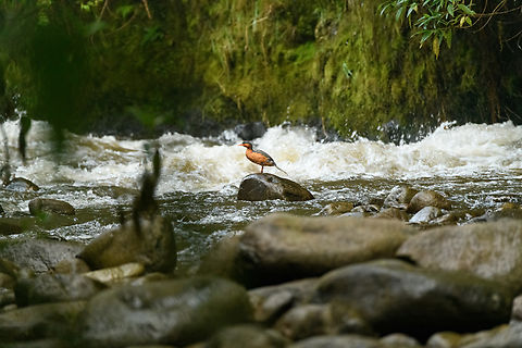 Torrent duck (female), Otún Quimbaya Fauna and Flora Sanctuary, Colombia A few observations of a torrent duck family. Photos are of limited quality, the light was getting extremely low.
https://www.jungledragon.com/image/147482/torrent_duck_female_and_juvenile_otn_quimbaya_fauna_and_flora_sanctuary_colombia.html
https://www.jungledragon.com/image/147483/torrent_duck_female_juvenile_otn_quimbaya_fauna_and_flora_sanctuary_colombia.html
https://www.jungledragon.com/image/147484/torrent_duck_male_otn_quimbaya_fauna_and_flora_sanctuary_colombia.html
https://www.jungledragon.com/image/147485/torrent_duck_female_and_juvenile_-_closeup_otn_quimbaya_fauna_and_flora_sanctuary_colombia.html
https://www.jungledragon.com/image/147486/torrent_duck_female_on_rock_otn_quimbaya_fauna_and_flora_sanctuary_colombia.html Colombia,Colombia 2022,Geotagged,Merganetta armata,Otún Quimbaya Fauna and Flora Sanctuary,South America,Summer,Torrent duck,World