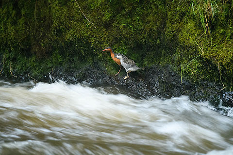 Torrent duck (female and juvenile), Otún Quimbaya Fauna and Flora Sanctuary, Colombia A few observations of a torrent duck family. Photos are of limited quality, the light was getting extremely low.
https://www.jungledragon.com/image/147481/torrent_duck_female_otn_quimbaya_fauna_and_flora_sanctuary_colombia.html
https://www.jungledragon.com/image/147483/torrent_duck_female_juvenile_otn_quimbaya_fauna_and_flora_sanctuary_colombia.html
https://www.jungledragon.com/image/147484/torrent_duck_male_otn_quimbaya_fauna_and_flora_sanctuary_colombia.html
https://www.jungledragon.com/image/147485/torrent_duck_female_and_juvenile_-_closeup_otn_quimbaya_fauna_and_flora_sanctuary_colombia.html
https://www.jungledragon.com/image/147486/torrent_duck_female_on_rock_otn_quimbaya_fauna_and_flora_sanctuary_colombia.html Colombia,Colombia 2022,Geotagged,Merganetta armata,Otún Quimbaya Fauna and Flora Sanctuary,South America,Summer,Torrent duck,World