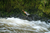Torrent duck (female and juvenile), Otún Quimbaya Fauna and Flora Sanctuary, Colombia A few observations of a torrent duck family. Photos are of limited quality, the light was getting extremely low.<br />
https://www.jungledragon.com/image/147481/torrent_duck_female_otn_quimbaya_fauna_and_flora_sanctuary_colombia.html<br />
https://www.jungledragon.com/image/147483/torrent_duck_female_juvenile_otn_quimbaya_fauna_and_flora_sanctuary_colombia.html<br />
https://www.jungledragon.com/image/147484/torrent_duck_male_otn_quimbaya_fauna_and_flora_sanctuary_colombia.html<br />
https://www.jungledragon.com/image/147485/torrent_duck_female_and_juvenile_-_closeup_otn_quimbaya_fauna_and_flora_sanctuary_colombia.html<br />
https://www.jungledragon.com/image/147486/torrent_duck_female_on_rock_otn_quimbaya_fauna_and_flora_sanctuary_colombia.html Colombia,Colombia 2022,Geotagged,Merganetta armata,Otún Quimbaya Fauna and Flora Sanctuary,South America,Summer,Torrent duck,World