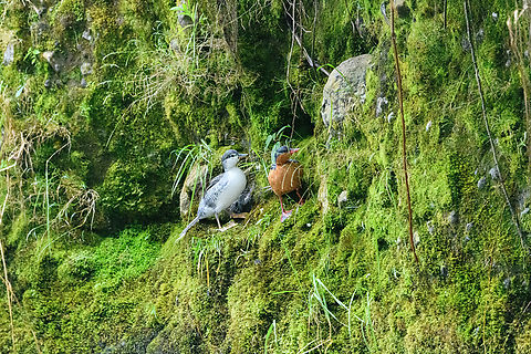 Torrent duck (female, juvenile), Otún Quimbaya Fauna and Flora Sanctuary, Colombia A few observations of a torrent duck family. Photos are of limited quality, the light was getting extremely low.
https://www.jungledragon.com/image/147481/torrent_duck_female_otn_quimbaya_fauna_and_flora_sanctuary_colombia.html
https://www.jungledragon.com/image/147482/torrent_duck_female_and_juvenile_otn_quimbaya_fauna_and_flora_sanctuary_colombia.html
https://www.jungledragon.com/image/147484/torrent_duck_male_otn_quimbaya_fauna_and_flora_sanctuary_colombia.html
https://www.jungledragon.com/image/147485/torrent_duck_female_and_juvenile_-_closeup_otn_quimbaya_fauna_and_flora_sanctuary_colombia.html
https://www.jungledragon.com/image/147486/torrent_duck_female_on_rock_otn_quimbaya_fauna_and_flora_sanctuary_colombia.html Colombia,Colombia 2022,Geotagged,Merganetta armata,Otún Quimbaya Fauna and Flora Sanctuary,South America,Summer,Torrent duck,World