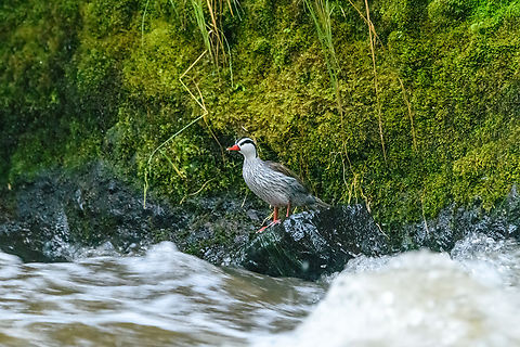 Torrent duck (male), Otún Quimbaya Fauna and Flora Sanctuary, Colombia A few observations of a torrent duck family. Photos are of limited quality, the light was getting extremely low.
https://www.jungledragon.com/image/147481/torrent_duck_female_otn_quimbaya_fauna_and_flora_sanctuary_colombia.html
https://www.jungledragon.com/image/147482/torrent_duck_female_and_juvenile_otn_quimbaya_fauna_and_flora_sanctuary_colombia.html
https://www.jungledragon.com/image/147483/torrent_duck_female_juvenile_otn_quimbaya_fauna_and_flora_sanctuary_colombia.html
https://www.jungledragon.com/image/147485/torrent_duck_female_and_juvenile_-_closeup_otn_quimbaya_fauna_and_flora_sanctuary_colombia.html
https://www.jungledragon.com/image/147486/torrent_duck_female_on_rock_otn_quimbaya_fauna_and_flora_sanctuary_colombia.html Colombia,Colombia 2022,Geotagged,Merganetta armata,Otún Quimbaya Fauna and Flora Sanctuary,South America,Summer,Torrent duck,World
