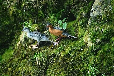 Torrent duck (female and juvenile) - closeup, Ot&uacute;n Quimbaya Fauna and Flora Sanctuary, Colombia A few observations of a torrent duck family. Photos are of limited quality, the light was getting extremely low.
https://www.jungledragon.com/image/147481/torrent_duck_female_otn_quimbaya_fauna_and_flora_sanctuary_colombia.html
https://www.jungledragon.com/image/147482/torrent_duck_female_and_juvenile_otn_quimbaya_fauna_and_flora_sanctuary_colombia.html
https://www.jungledragon.com/image/147483/torrent_duck_female_juvenile_otn_quimbaya_fauna_and_flora_sanctuary_colombia.html
https://www.jungledragon.com/image/147484/torrent_duck_male_otn_quimbaya_fauna_and_flora_sanctuary_colombia.html
https://www.jungledragon.com/image/147486/torrent_duck_female_on_rock_otn_quimbaya_fauna_and_flora_sanctuary_colombia.html Colombia,Colombia 2022,Geotagged,Merganetta armata,Ot&uacute;n Quimbaya Fauna and Flora Sanctuary,South America,Summer,Torrent duck,World