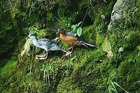Torrent duck (female and juvenile) - closeup, Otún Quimbaya Fauna and Flora Sanctuary, Colombia A few observations of a torrent duck family. Photos are of limited quality, the light was getting extremely low.<br />
https://www.jungledragon.com/image/147481/torrent_duck_female_otn_quimbaya_fauna_and_flora_sanctuary_colombia.html<br />
https://www.jungledragon.com/image/147482/torrent_duck_female_and_juvenile_otn_quimbaya_fauna_and_flora_sanctuary_colombia.html<br />
https://www.jungledragon.com/image/147483/torrent_duck_female_juvenile_otn_quimbaya_fauna_and_flora_sanctuary_colombia.html<br />
https://www.jungledragon.com/image/147484/torrent_duck_male_otn_quimbaya_fauna_and_flora_sanctuary_colombia.html<br />
https://www.jungledragon.com/image/147486/torrent_duck_female_on_rock_otn_quimbaya_fauna_and_flora_sanctuary_colombia.html Colombia,Colombia 2022,Geotagged,Merganetta armata,Otún Quimbaya Fauna and Flora Sanctuary,South America,Summer,Torrent duck,World