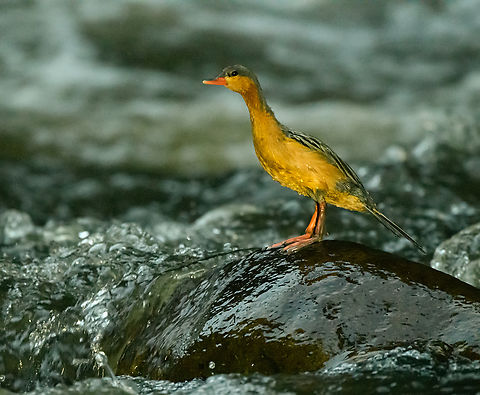 Torrent duck (female on rock), Otún Quimbaya Fauna and Flora Sanctuary, Colombia A few observations of a torrent duck family. Photos are of limited quality, the light was getting extremely low.
https://www.jungledragon.com/image/147481/torrent_duck_female_otn_quimbaya_fauna_and_flora_sanctuary_colombia.html
https://www.jungledragon.com/image/147482/torrent_duck_female_and_juvenile_otn_quimbaya_fauna_and_flora_sanctuary_colombia.html
https://www.jungledragon.com/image/147483/torrent_duck_female_juvenile_otn_quimbaya_fauna_and_flora_sanctuary_colombia.html
https://www.jungledragon.com/image/147484/torrent_duck_male_otn_quimbaya_fauna_and_flora_sanctuary_colombia.html
https://www.jungledragon.com/image/147485/torrent_duck_female_and_juvenile_-_closeup_otn_quimbaya_fauna_and_flora_sanctuary_colombia.html Colombia,Colombia 2022,Geotagged,Merganetta armata,Otún Quimbaya Fauna and Flora Sanctuary,South America,Summer,Torrent duck,World