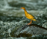 Torrent duck (female on rock), Otún Quimbaya Fauna and Flora Sanctuary, Colombia A few observations of a torrent duck family. Photos are of limited quality, the light was getting extremely low.<br />
https://www.jungledragon.com/image/147481/torrent_duck_female_otn_quimbaya_fauna_and_flora_sanctuary_colombia.html<br />
https://www.jungledragon.com/image/147482/torrent_duck_female_and_juvenile_otn_quimbaya_fauna_and_flora_sanctuary_colombia.html<br />
https://www.jungledragon.com/image/147483/torrent_duck_female_juvenile_otn_quimbaya_fauna_and_flora_sanctuary_colombia.html<br />
https://www.jungledragon.com/image/147484/torrent_duck_male_otn_quimbaya_fauna_and_flora_sanctuary_colombia.html<br />
https://www.jungledragon.com/image/147485/torrent_duck_female_and_juvenile_-_closeup_otn_quimbaya_fauna_and_flora_sanctuary_colombia.html Colombia,Colombia 2022,Geotagged,Merganetta armata,Otún Quimbaya Fauna and Flora Sanctuary,South America,Summer,Torrent duck,World