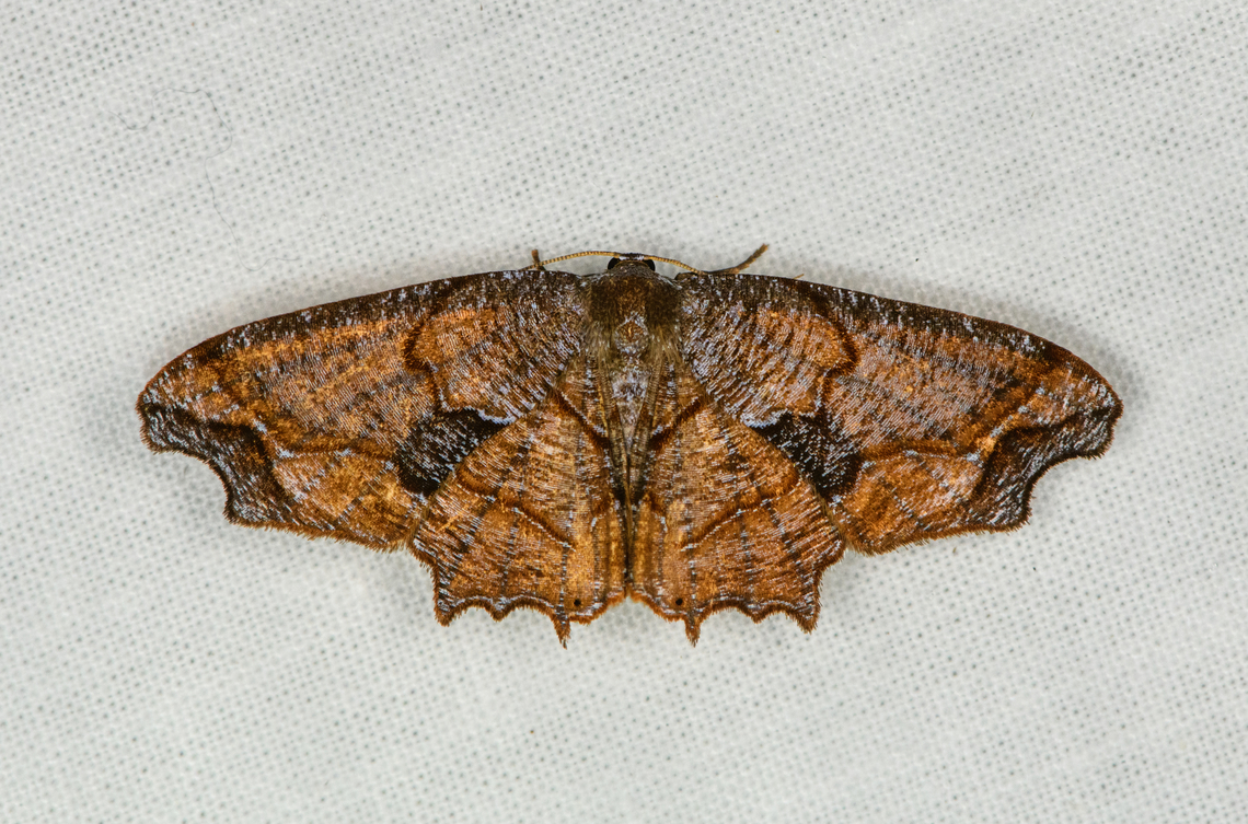 Erosia sp.? Ot&uacute;n Quimbaya Fauna and Flora Sanctuary, Colombia <a href="https://leps.fieldguide.ai/figures?category=61804ad83c12ef0e85498169" rel="nofollow">https://leps.fieldguide.ai/figures?category=61804ad83c12ef0e85498169</a> Colombia,Colombia 2022,Geotagged,Ot&uacute;n Quimbaya Fauna and Flora Sanctuary,South America,Summer,World