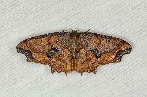 Erosia sp.? Otún Quimbaya Fauna and Flora Sanctuary, Colombia https://leps.fieldguide.ai/figures?category=61804ad83c12ef0e85498169 Colombia,Colombia 2022,Geotagged,Otún Quimbaya Fauna and Flora Sanctuary,South America,Summer,World