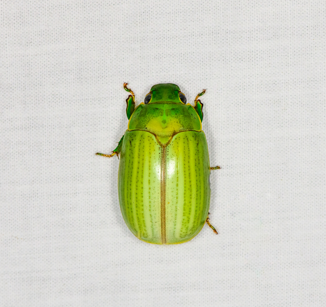 Platycoelia nigrosternalis, Ot&uacute;n Quimbaya Fauna and Flora Sanctuary, Colombia  Colombia,Colombia 2022,Geotagged,Ot&uacute;n Quimbaya Fauna and Flora Sanctuary,Platycoelia nigrosternalis,South America,Summer,World