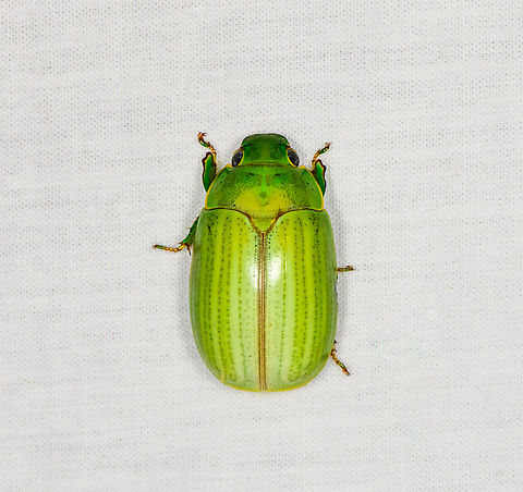 Platycoelia nigrosternalis, Ot&uacute;n Quimbaya Fauna and Flora Sanctuary, Colombia  Colombia,Colombia 2022,Geotagged,Ot&uacute;n Quimbaya Fauna and Flora Sanctuary,Platycoelia nigrosternalis,South America,Summer,World
