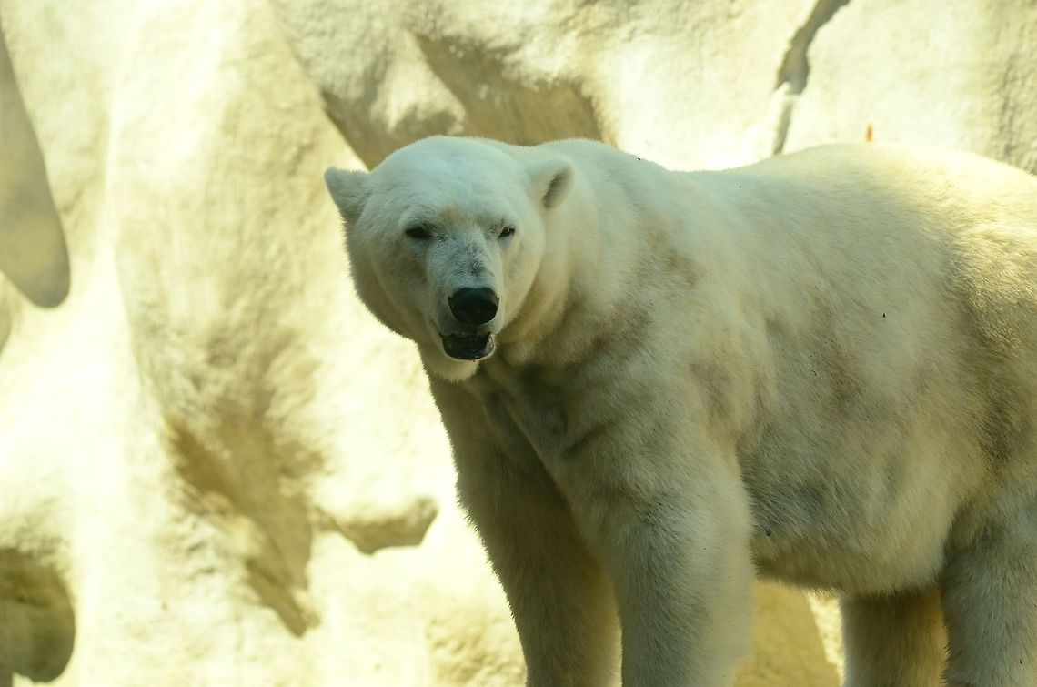 Polar Bear Sideview Side view of a Polar Bear in the Rhenen zoo. Polar Bear,Rhenen Zoo,Ursidae,Ursus maritimus