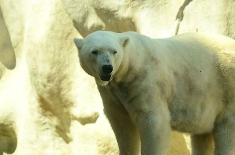 Polar Bear Sideview Side view of a Polar Bear in the Rhenen zoo. Polar Bear,Rhenen Zoo,Ursidae,Ursus maritimus