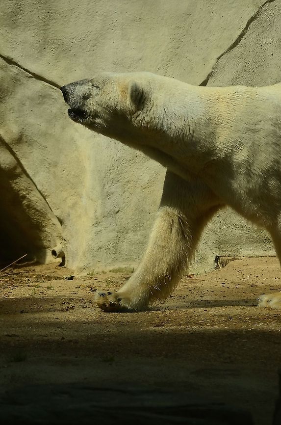 Polar Bear walking This photo shows how a Polar bear&#039;s back, neck and head seem to flow in a straight line. Bear,Polar Bear,Rhenen Zoo,Ursidae,Ursus maritimus