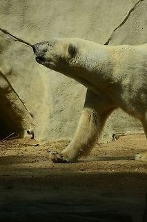 Polar Bear walking This photo shows how a Polar bear's back, neck and head seem to flow in a straight line. Bear,Polar Bear,Rhenen Zoo,Ursidae,Ursus maritimus