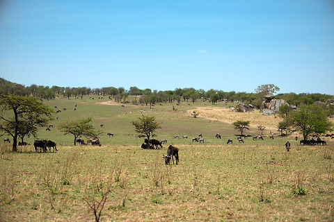Fields of Wildebeests Being from a tiny, overcrowded, fully urbanized country, I can't stop staring at scenes like these. The sense of open space, especially wild space, just isn't available where I come from. This scenes shows Wildebeests and Zebras clearing the grass of an open plain. To the right are the famous "kopjes", volcanic rock surfacing on the open plains.  Africa,Blue wildebeest,Connochaetes taurinus,Serengeti National Park,Serengeti North,Serengeti area,Tanzania