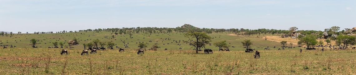 We are legion This photo is a mega panorama that requires special instructions to truly appreciate it. Watch it on the biggest screen you have. Click it to open it fullscreen. Then click the round &quot;target&quot; icon and wait for the original size to load. Then, zoom (mousewheel) and pan (drag) around. You can go quite deep and inspect the details of hundreds of individual Wildebeests. Africa,Blue wildebeest,Connochaetes taurinus,Serengeti National Park,Serengeti North,Serengeti area,Tanzania