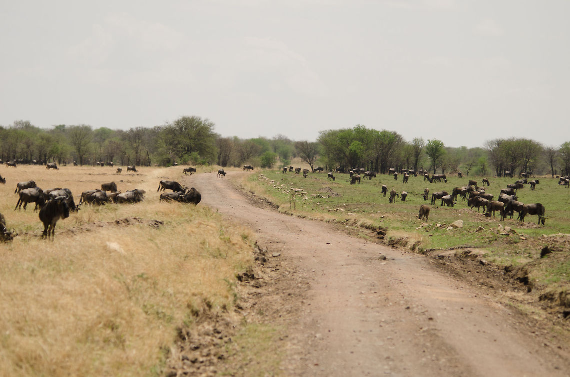 Into the herd Not a great photo at all, but sharing it anyway just to give a view of things on the ground. Here we're traveling north, and the more north you go, the more dense the herds of Wildebeests become. It's interesting how they behave around cars. Being quite dumb, they will never take a step back, instead they very often decide to cross the road running at the very last moment.  Africa,Blue wildebeest,Connochaetes taurinus,Geotagged,Serengeti National Park,Serengeti North,Serengeti area,Tanzania