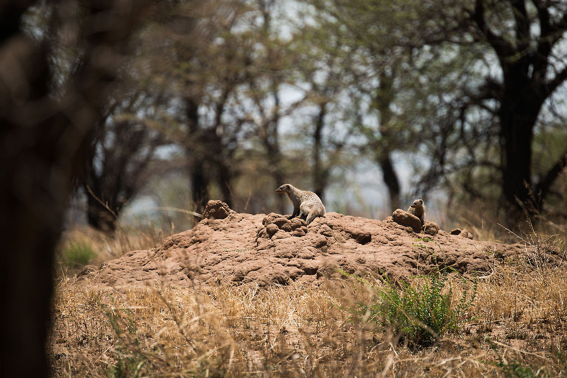 Occupy the mound Mongooses are known to love termite mounds, and often use abandoned ones as their base. I&#039;ve seen this a few times before regarding the dwarf mongoose, but not for the banded mongoose as seen here. Africa,Banded Mongoose,Mungos mungo,Serengeti National Park,Serengeti North,Serengeti area,Tanzania