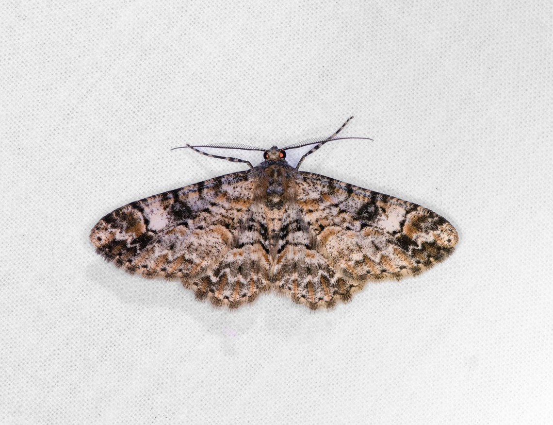 Iridopsis, Ot&uacute;n Quimbaya Fauna and Flora Sanctuary, Colombia Might also be genus Cleora. Colombia,Colombia 2022,Geotagged,Ot&uacute;n Quimbaya Fauna and Flora Sanctuary,South America,Summer,World