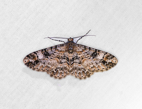 Iridopsis, Ot&uacute;n Quimbaya Fauna and Flora Sanctuary, Colombia Might also be genus Cleora. Colombia,Colombia 2022,Geotagged,Ot&uacute;n Quimbaya Fauna and Flora Sanctuary,South America,Summer,World