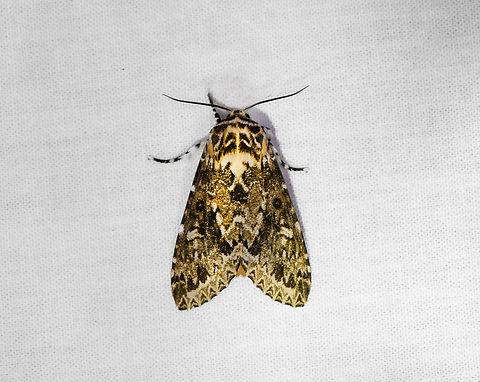 Lichnoptera sp., Otún Quimbaya Fauna and Flora Sanctuary, Colombia  Colombia,Colombia 2022,Geotagged,Otún Quimbaya Fauna and Flora Sanctuary,South America,Summer,World