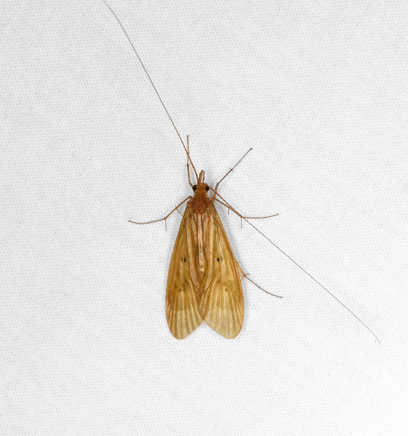 Caddisfly, Otún Quimbaya Fauna and Flora Sanctuary, Colombia Subfamily Macronematinae, possibly genus Leptonema. Colombia,Colombia 2022,Geotagged,Otún Quimbaya Fauna and Flora Sanctuary,South America,Summer,World