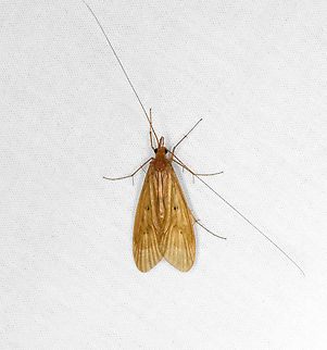 Caddisfly, Otún Quimbaya Fauna and Flora Sanctuary, Colombia Subfamily Macronematinae, possibly genus Leptonema. Colombia,Colombia 2022,Geotagged,Otún Quimbaya Fauna and Flora Sanctuary,South America,Summer,World