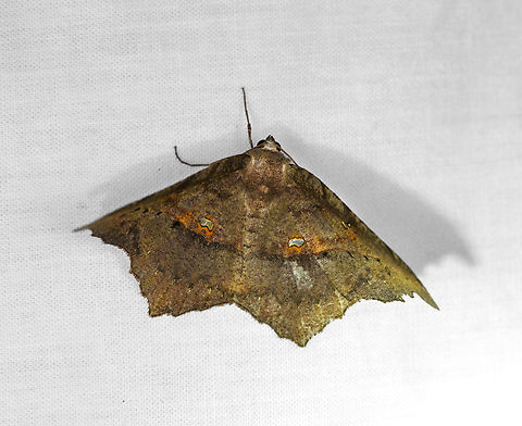 Owlet moth, Otún Quimbaya Fauna and Flora Sanctuary, Colombia  Colombia,Colombia 2022,Geotagged,Otún Quimbaya Fauna and Flora Sanctuary,South America,Summer,World