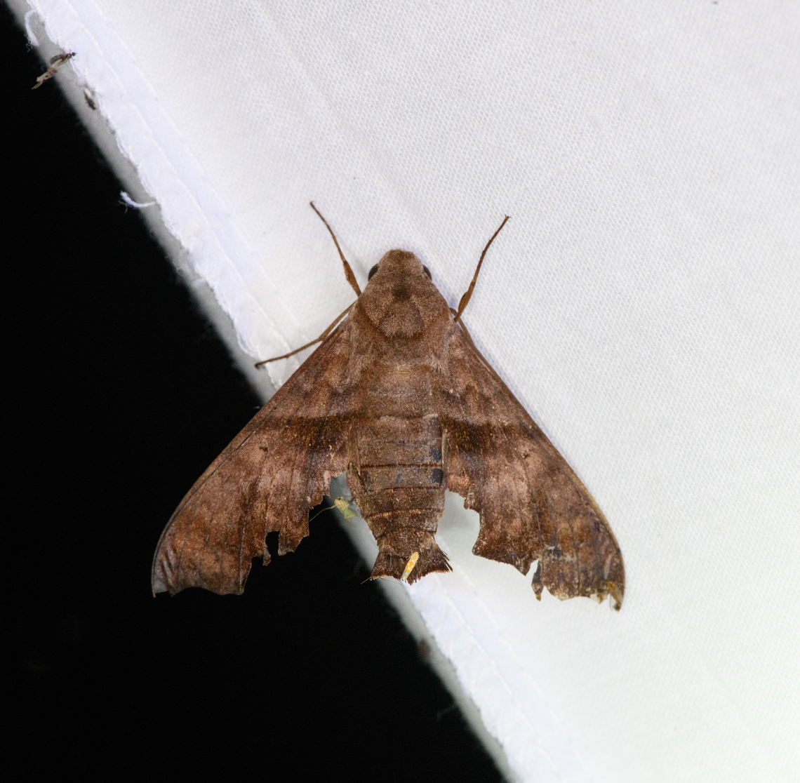 Perigonia sp., Ot&uacute;n Quimbaya Fauna and Flora Sanctuary, Colombia Possibly Perigonia stulta? Colombia,Colombia 2022,Geotagged,Ot&uacute;n Quimbaya Fauna and Flora Sanctuary,South America,Summer,World