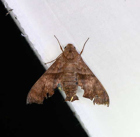 Perigonia sp., Ot&uacute;n Quimbaya Fauna and Flora Sanctuary, Colombia Possibly Perigonia stulta? Colombia,Colombia 2022,Geotagged,Ot&uacute;n Quimbaya Fauna and Flora Sanctuary,South America,Summer,World
