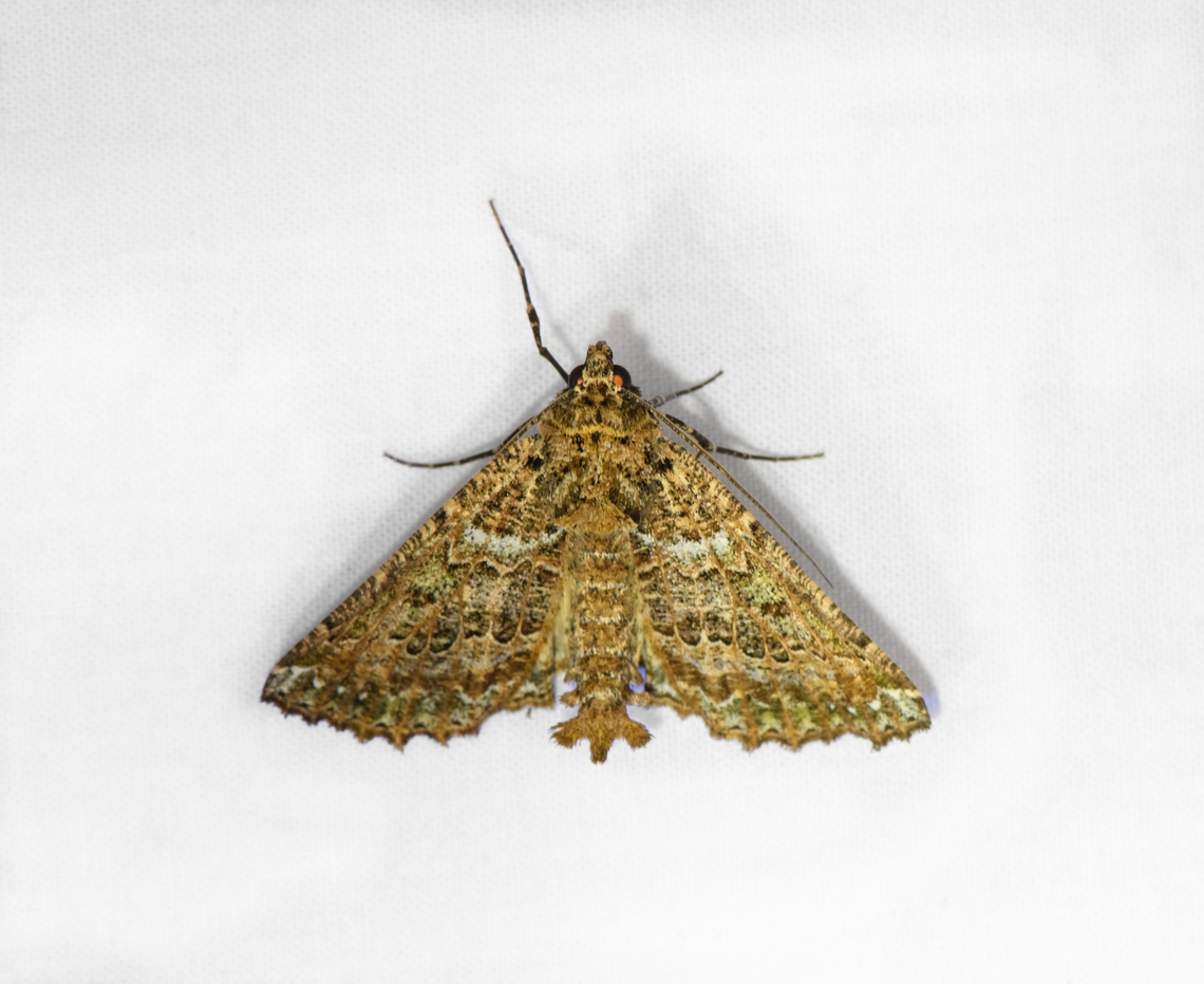 Aragua bistonaria, Ot&uacute;n Quimbaya Fauna and Flora Sanctuary, Colombia  Aragua bistonaria,Colombia,Colombia 2022,Geotagged,Ot&uacute;n Quimbaya Fauna and Flora Sanctuary,South America,Summer,World