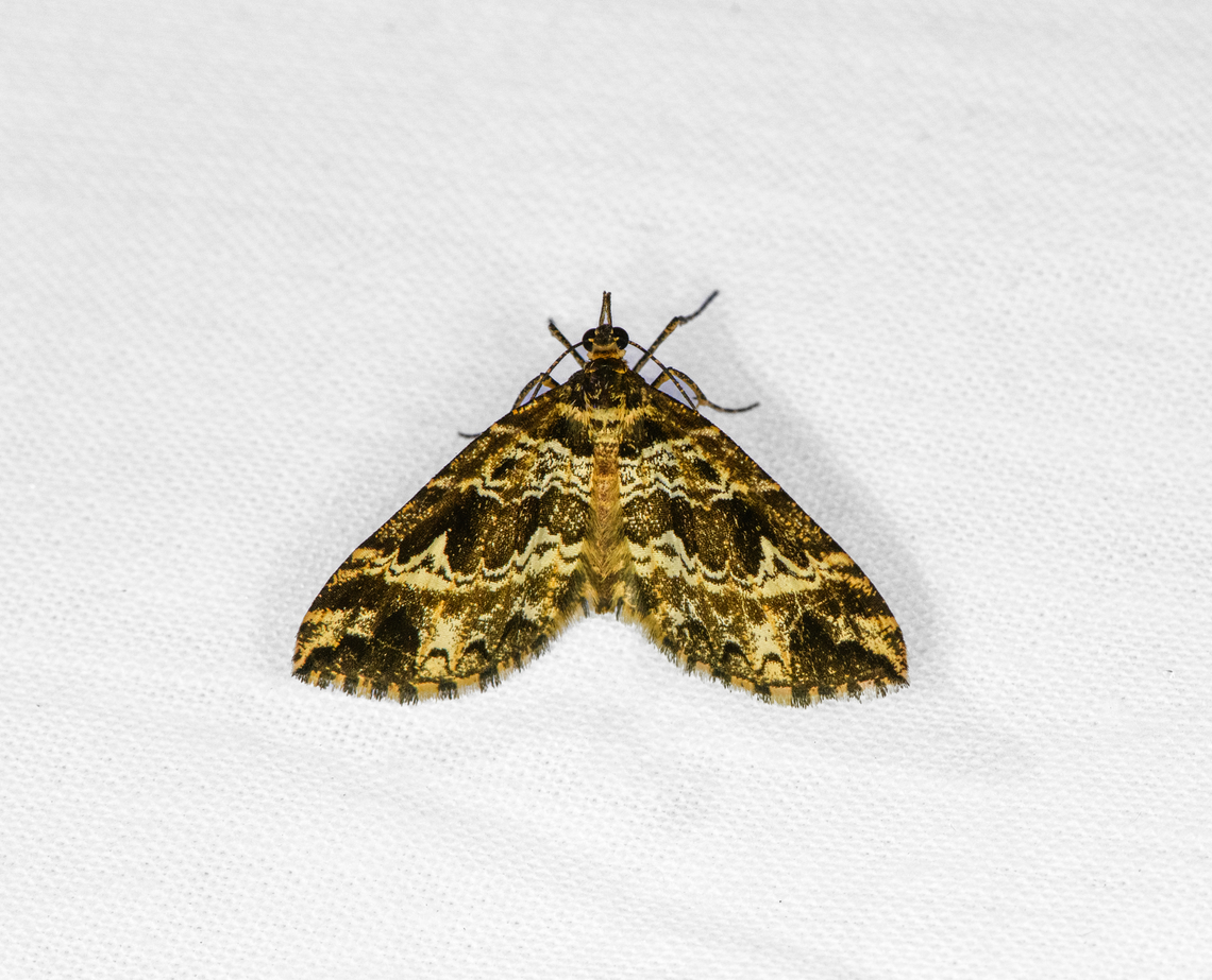 Psaliodes sp., Ot&uacute;n Quimbaya Fauna and Flora Sanctuary, Colombia  Colombia,Colombia 2022,Geotagged,Ot&uacute;n Quimbaya Fauna and Flora Sanctuary,South America,Summer,World