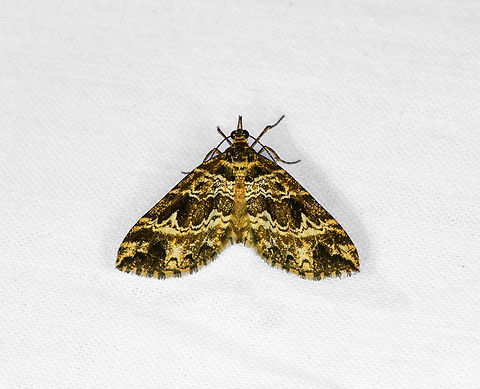 Psaliodes sp., Ot&uacute;n Quimbaya Fauna and Flora Sanctuary, Colombia  Colombia,Colombia 2022,Geotagged,Ot&uacute;n Quimbaya Fauna and Flora Sanctuary,South America,Summer,World