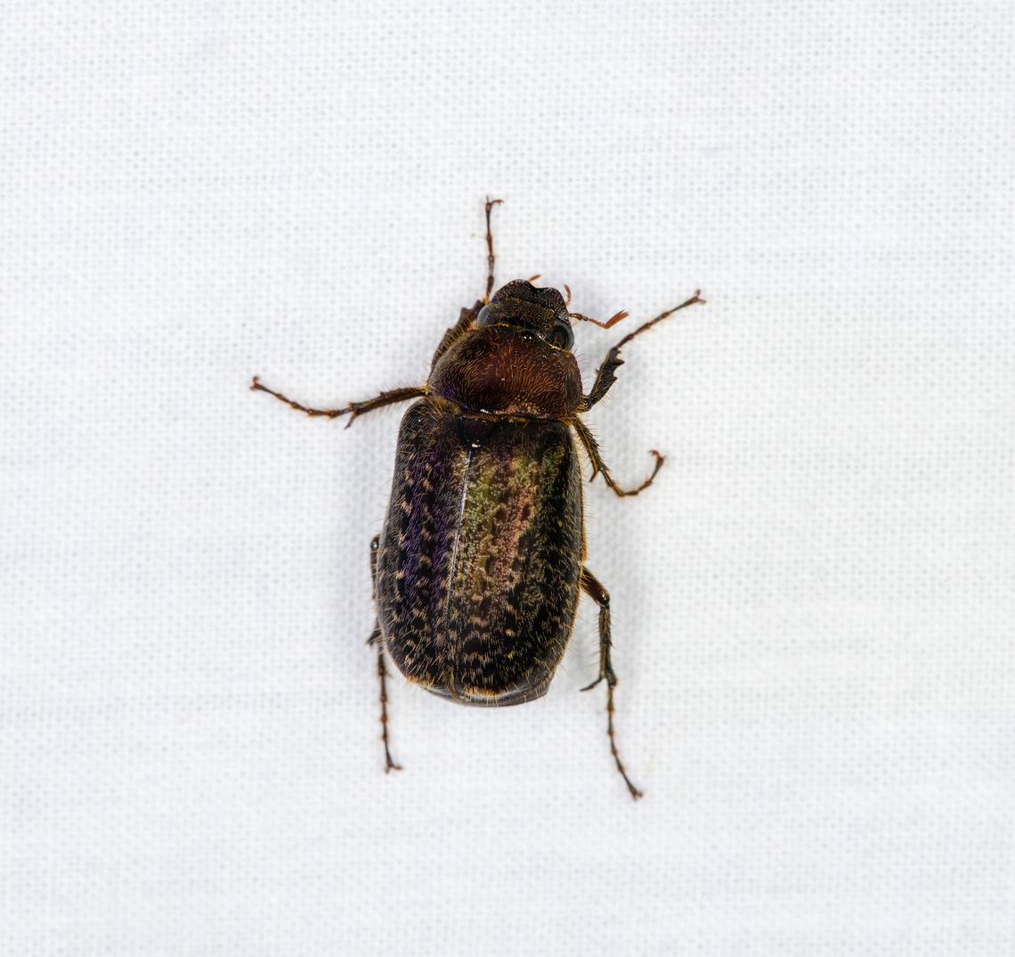 Scarab beetle, Otún Quimbaya Fauna and Flora Sanctuary, Colombia Note the hairy abdomen. Colombia,Colombia 2022,Geotagged,Otún Quimbaya Fauna and Flora Sanctuary,South America,Summer,World