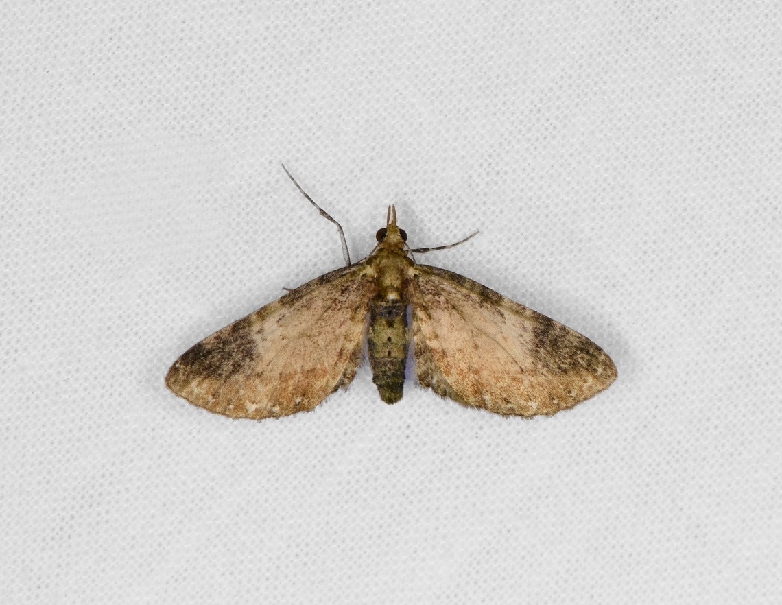 Moth 3, Otún Quimbaya Fauna and Flora Sanctuary, Colombia  Colombia,Colombia 2022,Geotagged,Otún Quimbaya Fauna and Flora Sanctuary,South America,Summer,World