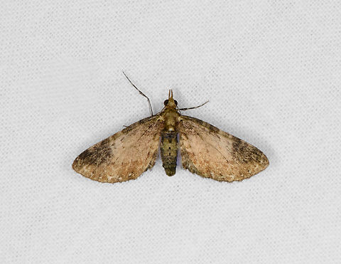 Moth 3, Otún Quimbaya Fauna and Flora Sanctuary, Colombia  Colombia,Colombia 2022,Geotagged,Otún Quimbaya Fauna and Flora Sanctuary,South America,Summer,World
