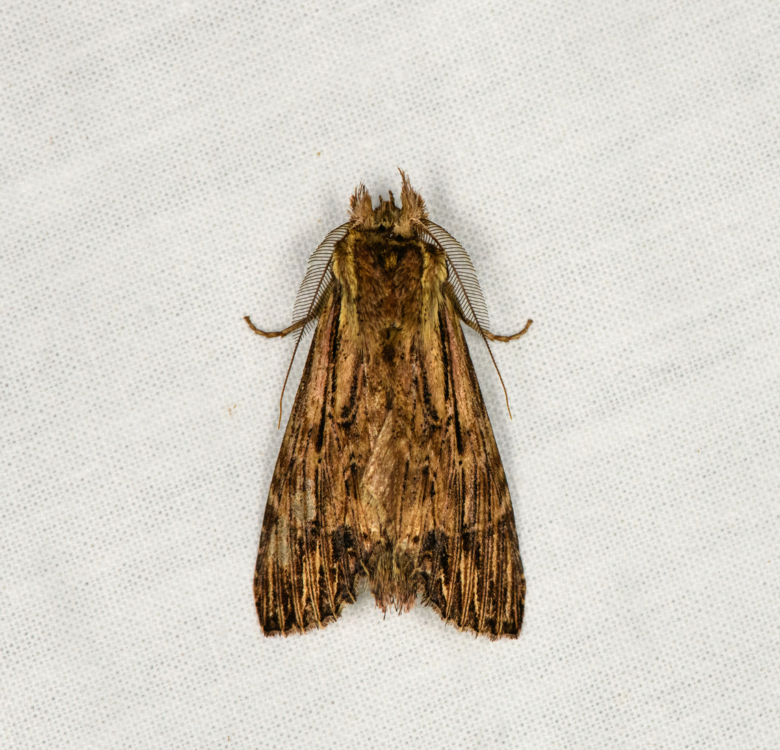 Prominent moth, Ot&uacute;n Quimbaya Fauna and Flora Sanctuary, Colombia  Colombia,Colombia 2022,Geotagged,Ot&uacute;n Quimbaya Fauna and Flora Sanctuary,South America,Summer,World