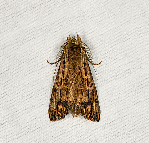 Prominent moth, Ot&uacute;n Quimbaya Fauna and Flora Sanctuary, Colombia  Colombia,Colombia 2022,Geotagged,Ot&uacute;n Quimbaya Fauna and Flora Sanctuary,South America,Summer,World