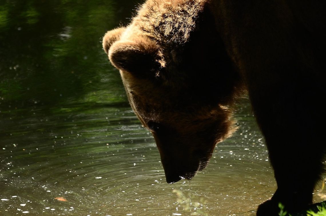 Thirsty Brown Bear A thirsty (or hungry?) Brown Bear stares at the water. Bear,Brown Bear,Brown bear,Mammals,Rhenen Zoo,Ursidae,Ursus arctos