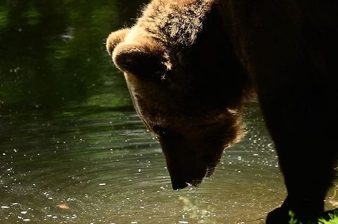 Thirsty Brown Bear A thirsty (or hungry?) Brown Bear stares at the water. Bear,Brown Bear,Brown bear,Mammals,Rhenen Zoo,Ursidae,Ursus arctos