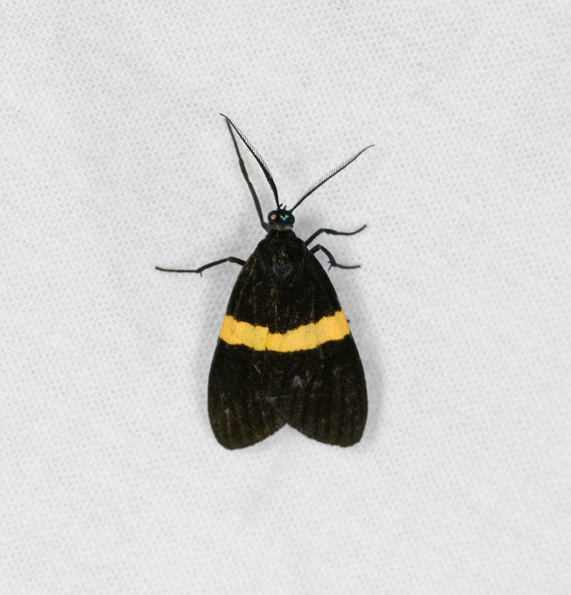 Brachyglene albicephala, Otún Quimbaya Fauna and Flora Sanctuary, Colombia  Brachyglene albicephala,Colombia,Colombia 2022,Geotagged,Otún Quimbaya Fauna and Flora Sanctuary,South America,Summer,World