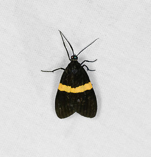 Brachyglene albicephala, Ot&uacute;n Quimbaya Fauna and Flora Sanctuary, Colombia  Brachyglene albicephala,Colombia,Colombia 2022,Geotagged,Ot&uacute;n Quimbaya Fauna and Flora Sanctuary,South America,Summer,World