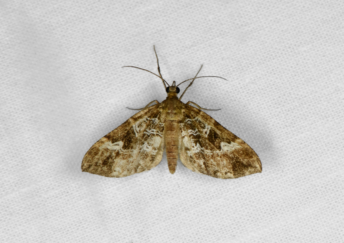 Moth 4, Otún Quimbaya Fauna and Flora Sanctuary, Colombia  Colombia,Colombia 2022,Geotagged,Otún Quimbaya Fauna and Flora Sanctuary,South America,Summer,World