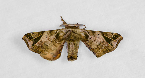 Quentalia numalia, Otún Quimbaya Fauna and Flora Sanctuary, Colombia  Colombia,Colombia 2022,Geotagged,Otún Quimbaya Fauna and Flora Sanctuary,Quentalia numalia,South America,Summer,World