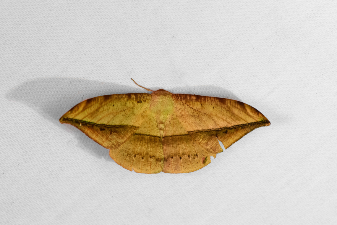 Oxydia sp., Otún Quimbaya Fauna and Flora Sanctuary, Colombia  Colombia,Colombia 2022,Geotagged,Otún Quimbaya Fauna and Flora Sanctuary,South America,Summer,World