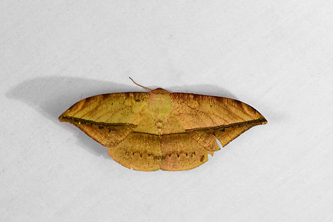 Oxydia sp., Ot&uacute;n Quimbaya Fauna and Flora Sanctuary, Colombia  Colombia,Colombia 2022,Geotagged,Ot&uacute;n Quimbaya Fauna and Flora Sanctuary,South America,Summer,World